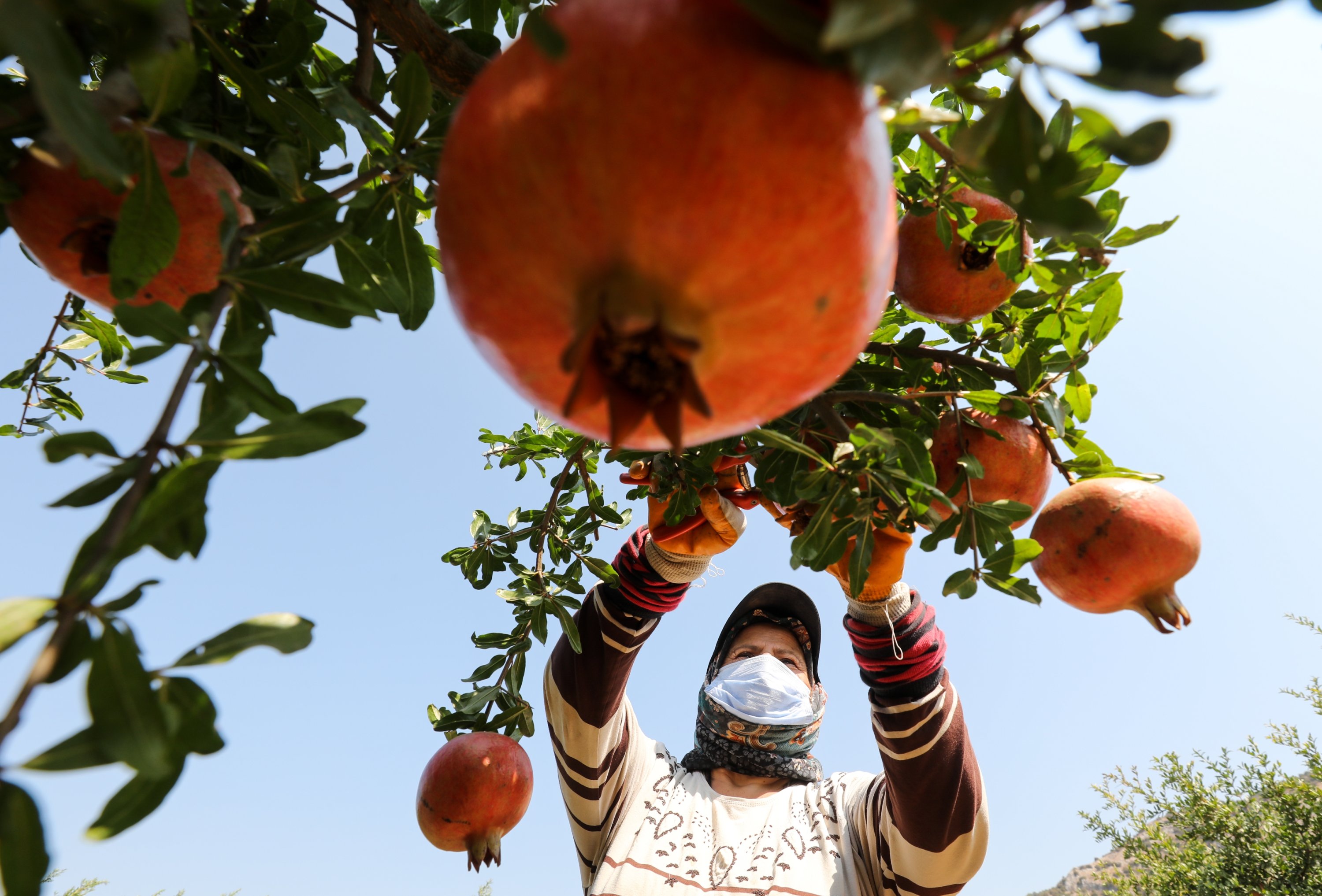 A woman collects pomegranates from trees in Izmir's Selçuk district, Sept. 22, 2020. (AA Photo)