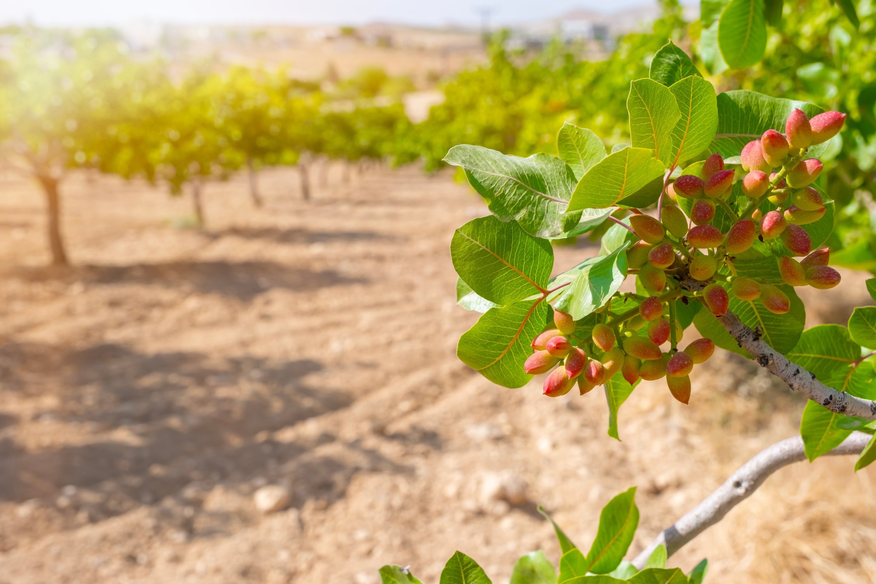 A pistachio tree in Gaziantep, Türkiye. (Shutterstock Photo)