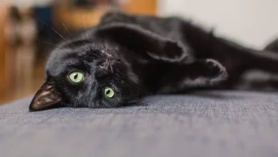 Majestic black cat with a silky coat and shining eyes