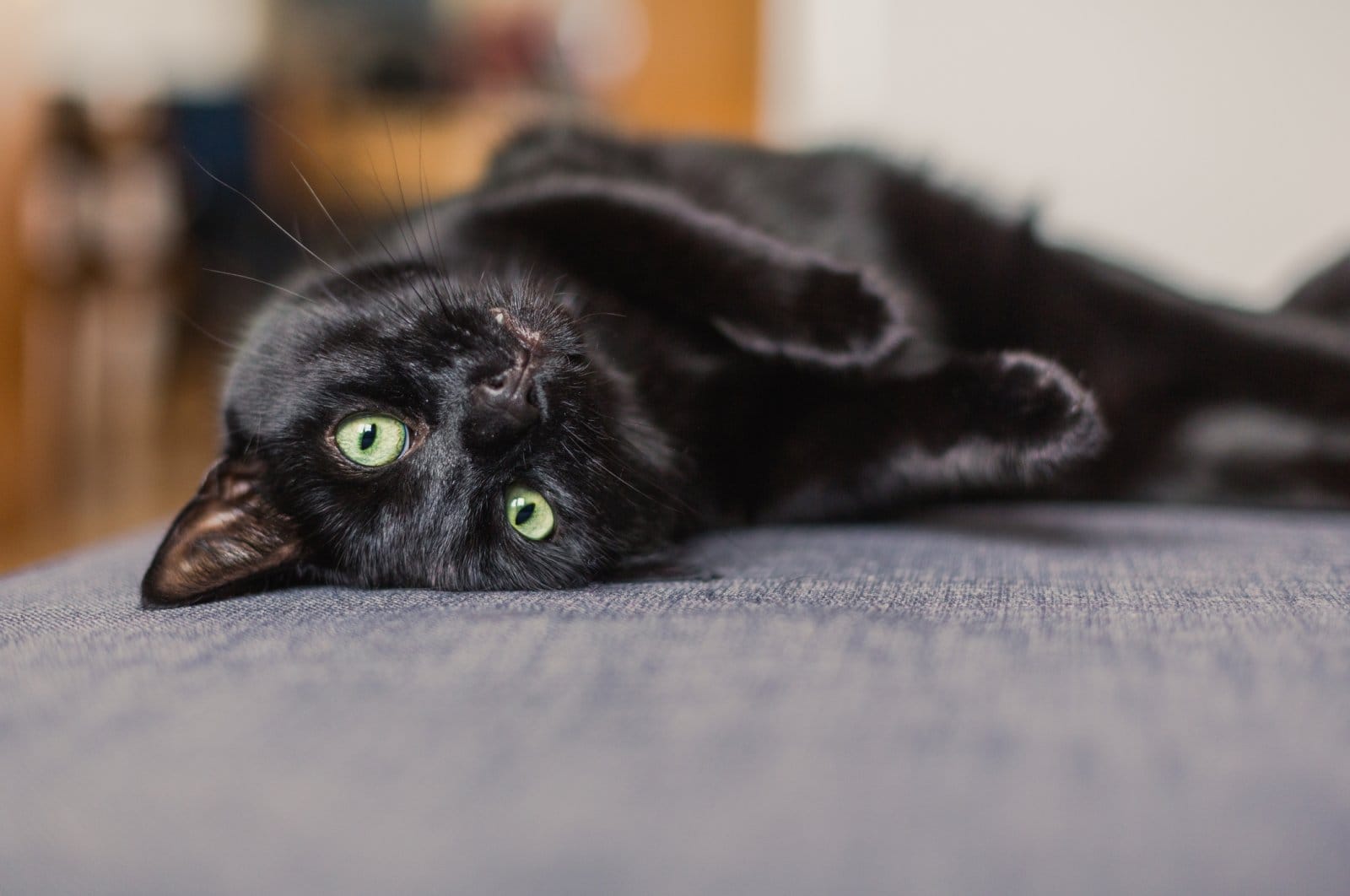 Majestic black cat with a silky coat and shining eyes